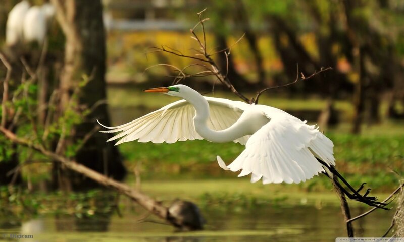 White Egret in Flight — Serene, Afternoon, Photograph, Tree Branches