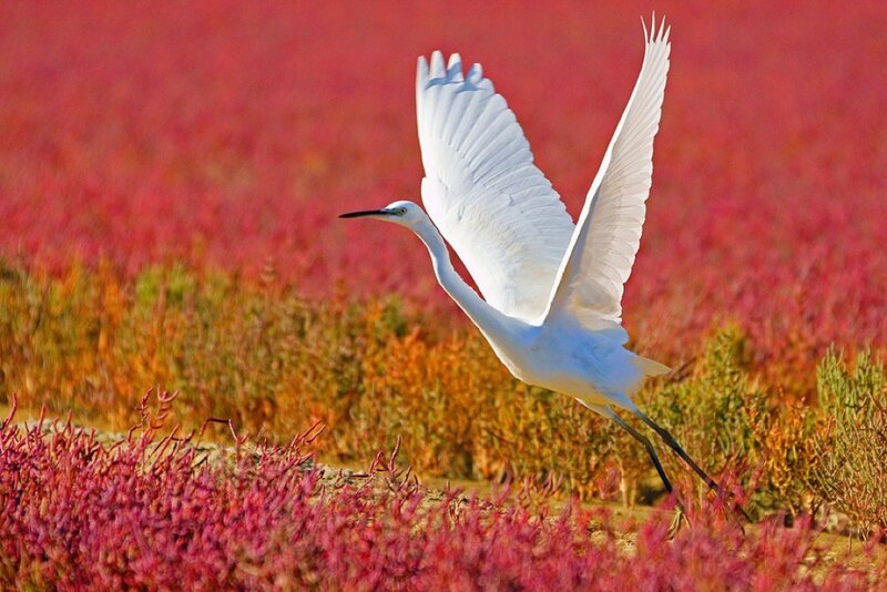 White Egret in Flight — Serene, Afternoon