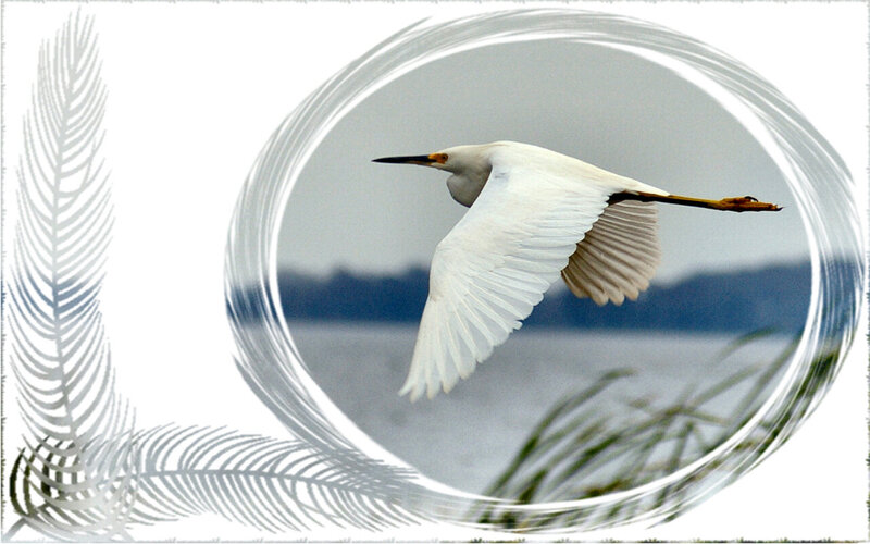 White Egret in Flight — Serene, Photograph, Bird