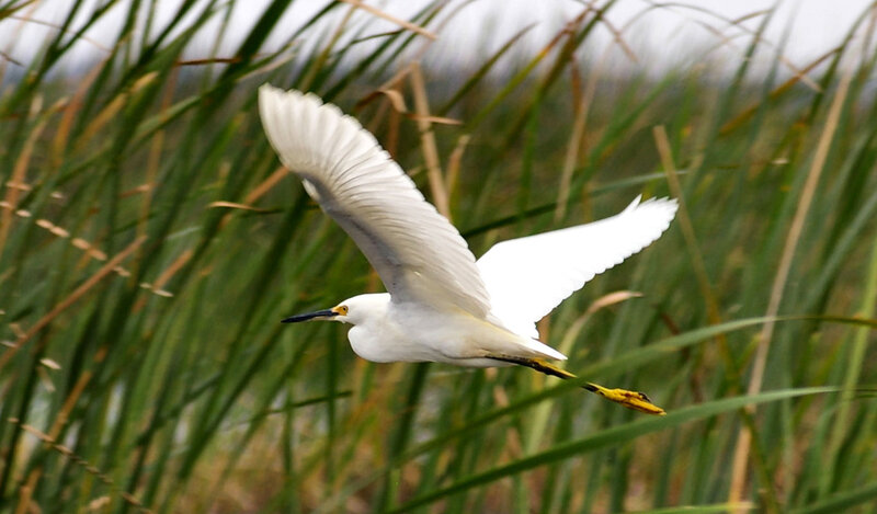 White Egret in Flight — Serene, Photograph, Grass