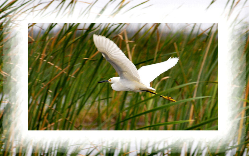 White Egret in Flight — Serene, Photograph