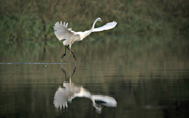 White Egret in Flight — Serene, Photograph, Water