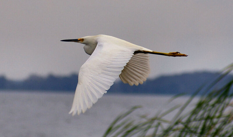 White Egret in Flight — Serene, Photograph, Wings