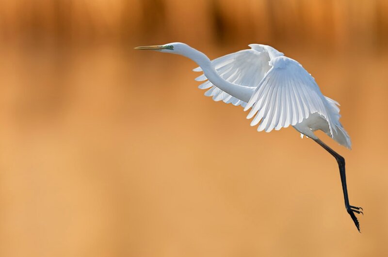 White Egret in Flight — Serene, Sunset, Photograph