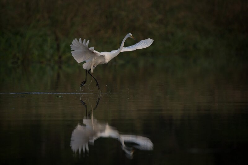 White Egret in Flight — Serene, Sunset, Photograph, Water