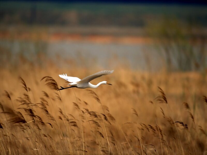 White Egret in Flight — Serene, Sunset