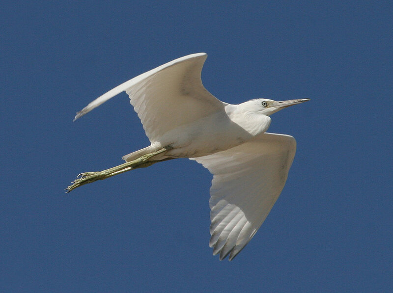 White Egret in Flight — Serene
