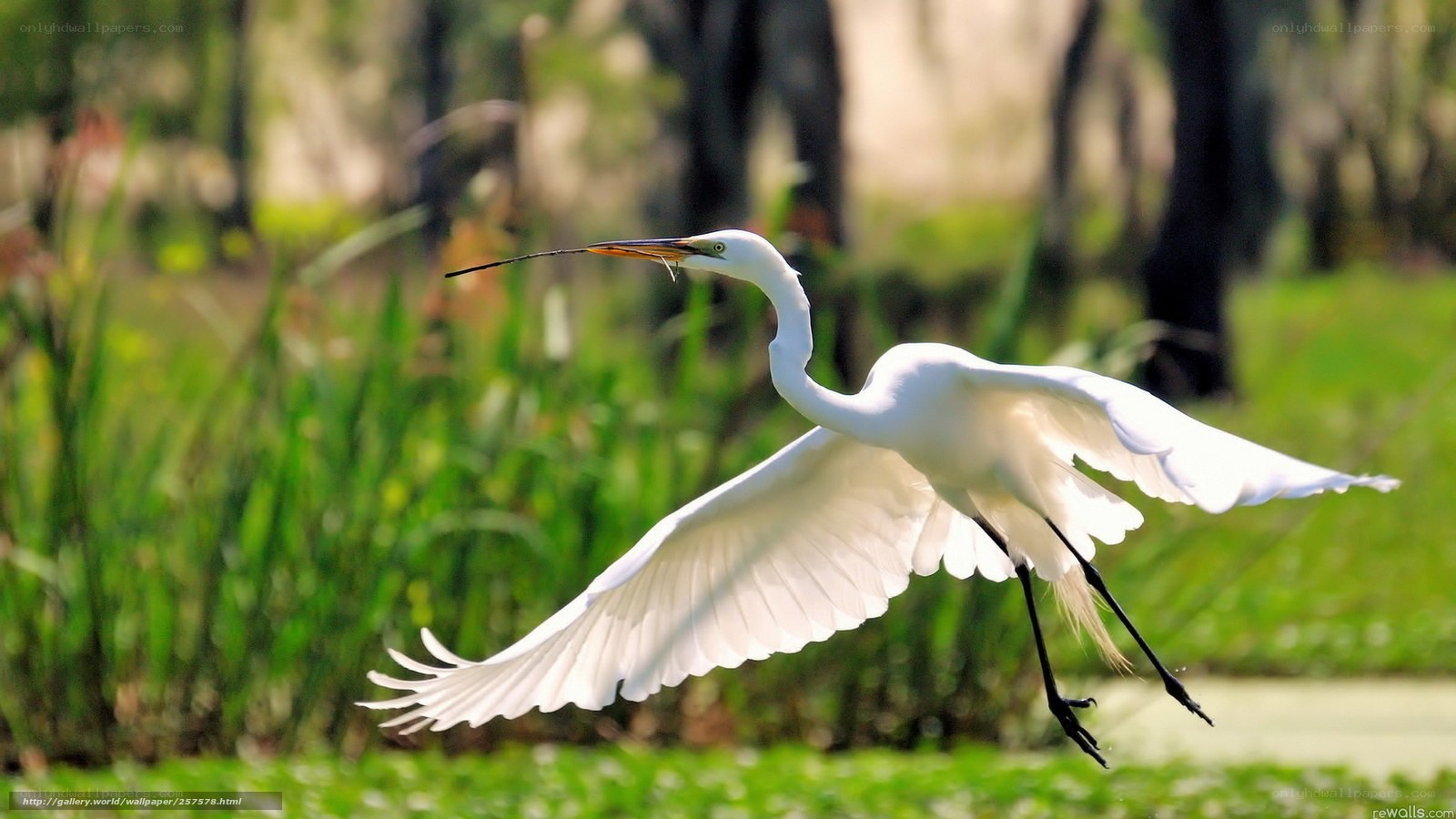 White egret in flight with prey