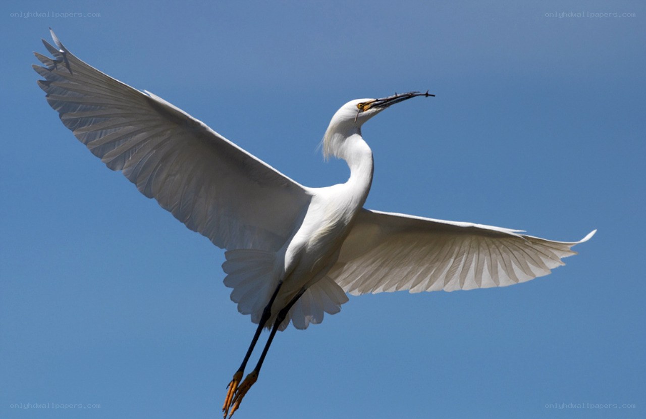 White egret in flight with stick