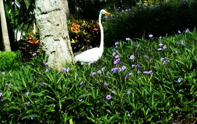 White Egret in Flowers