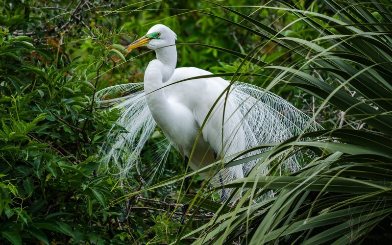 White Egret in Foliage — Natural