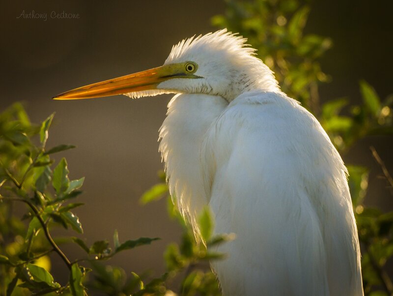 White Egret in Foliage — Serene, Sunset