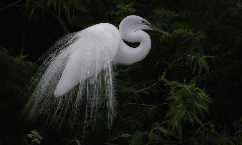 White Egret in Foliage — Serene