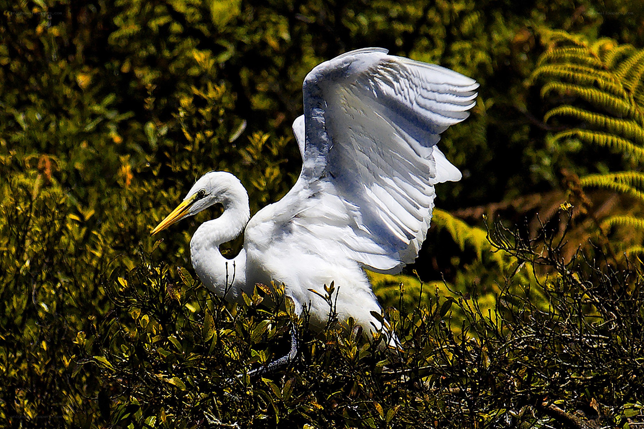 White egret in foliage