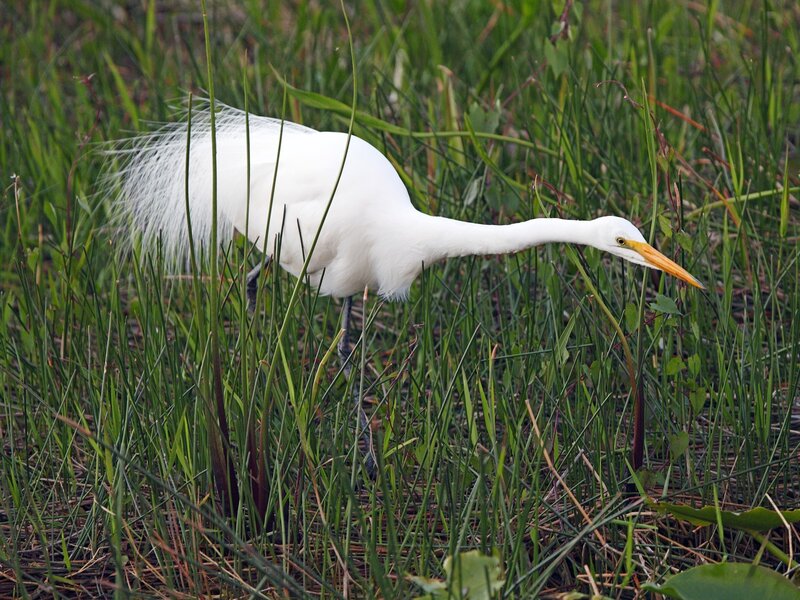 White Egret in Grass — Calm, Morning