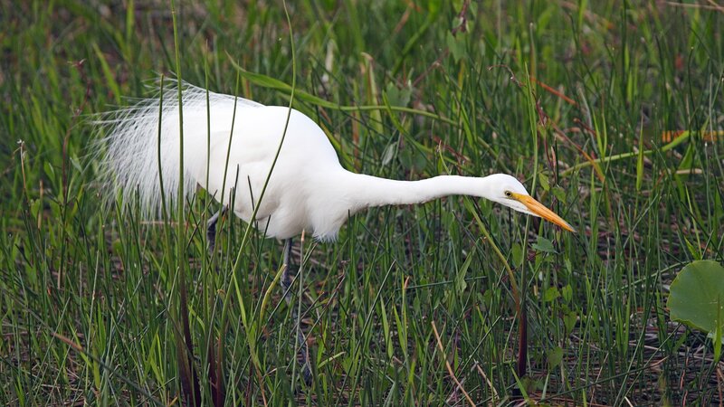 White Egret in Grass — Calm