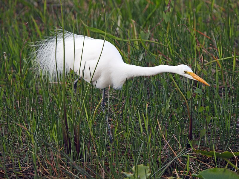White Egret in Grass — Natural