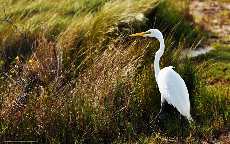 White Egret in Grass — Serene, Afternoon
