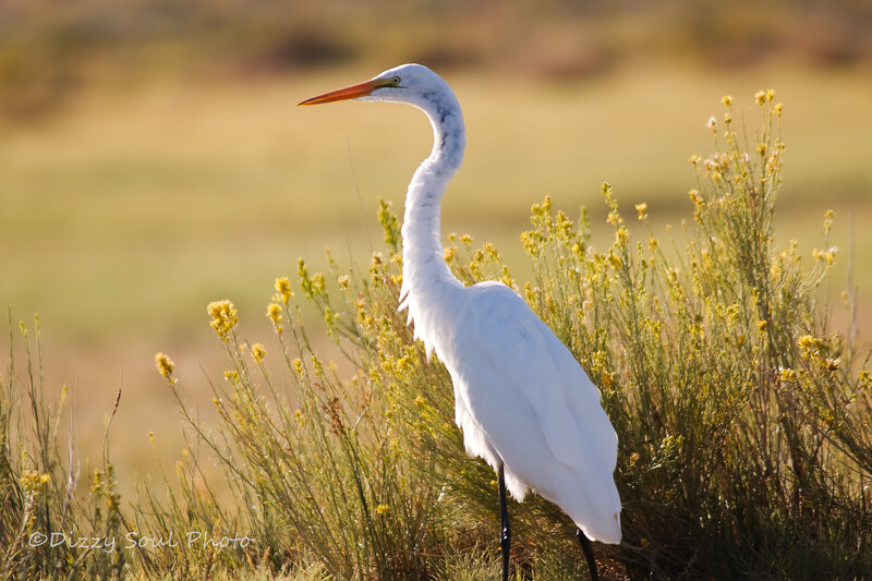 White Egret in Grass — Serene