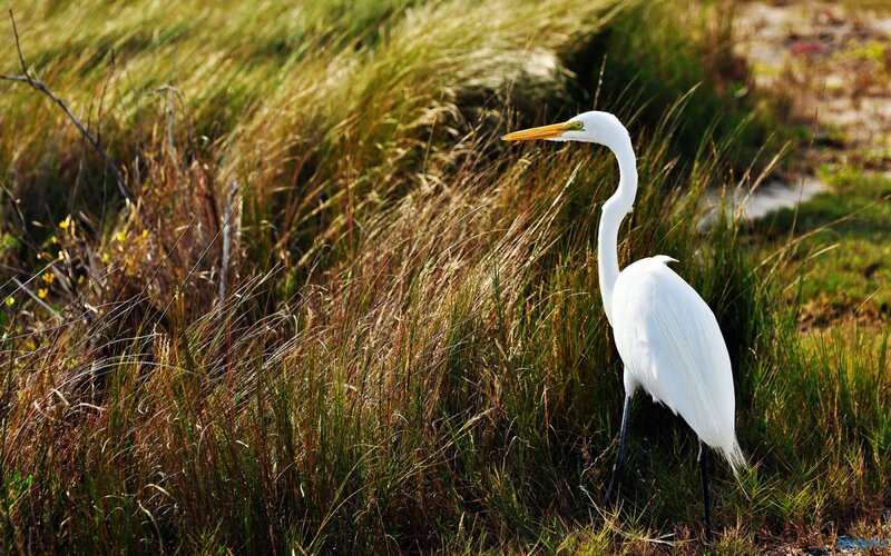 White Egret in Grass