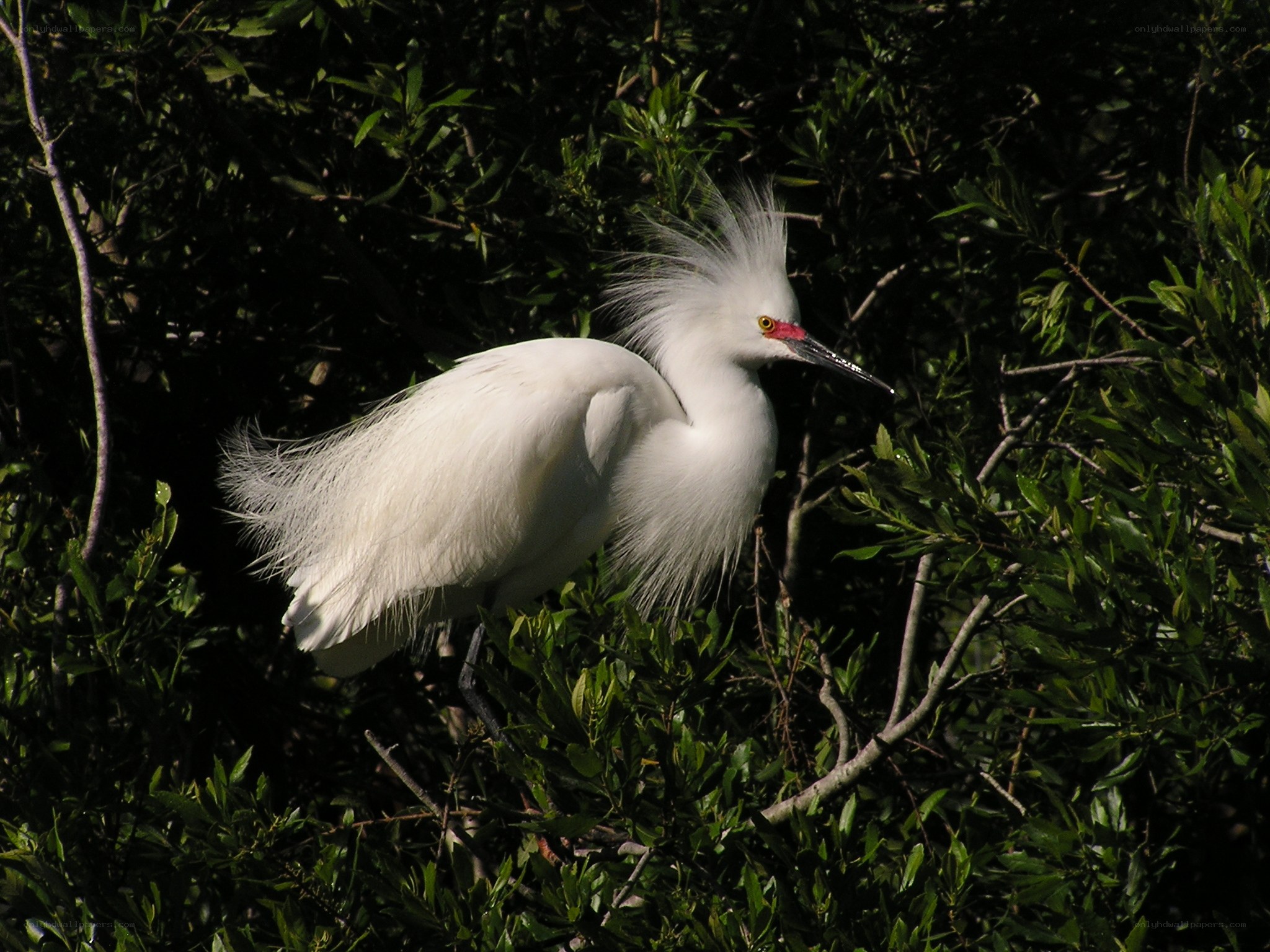 White egret in green foliage