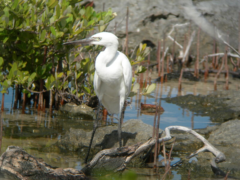 White egret in mangrove swamp