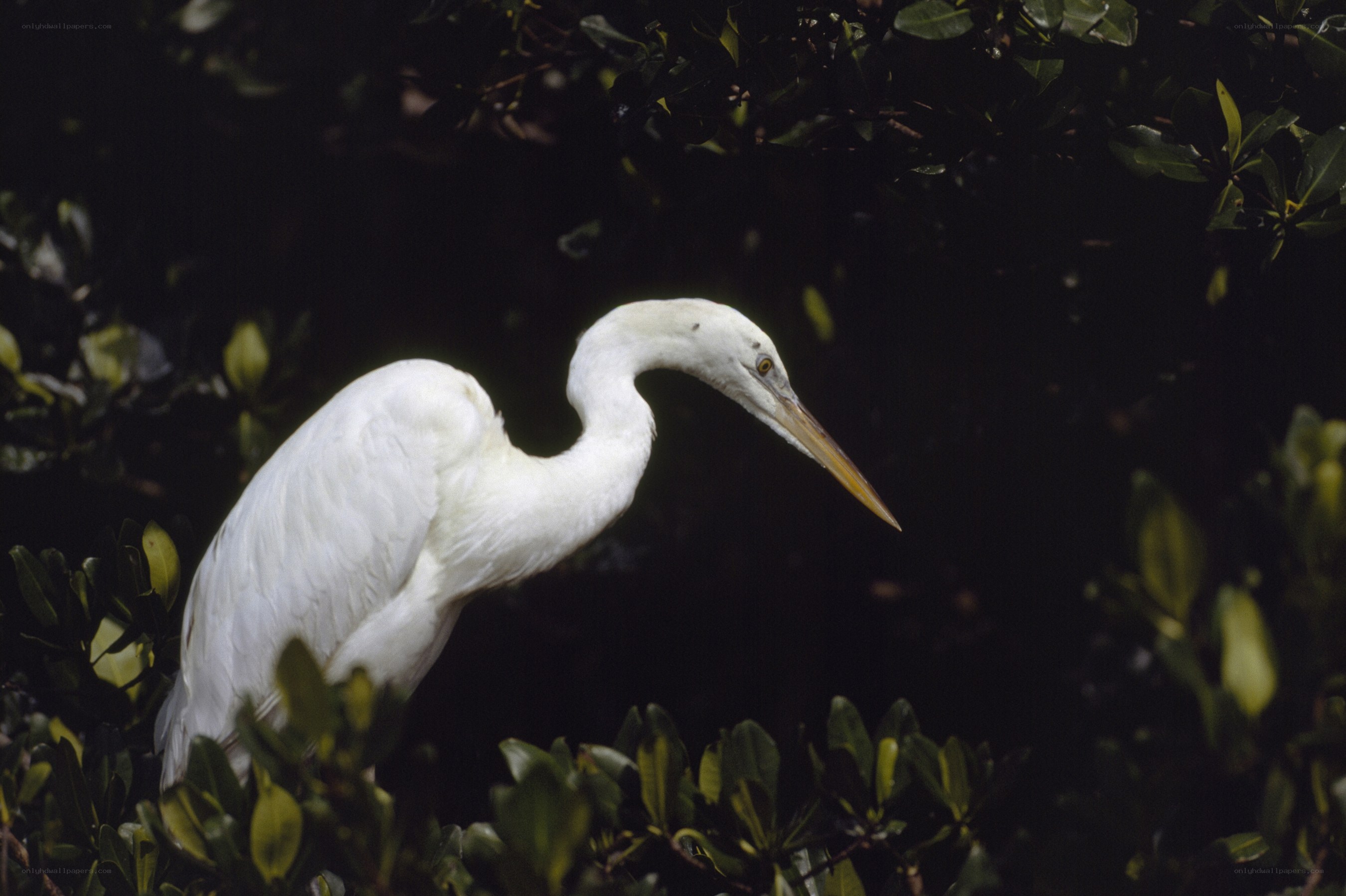 White egret in mangrove