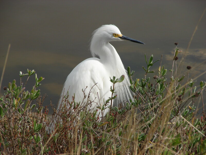 White egret in marsh grass