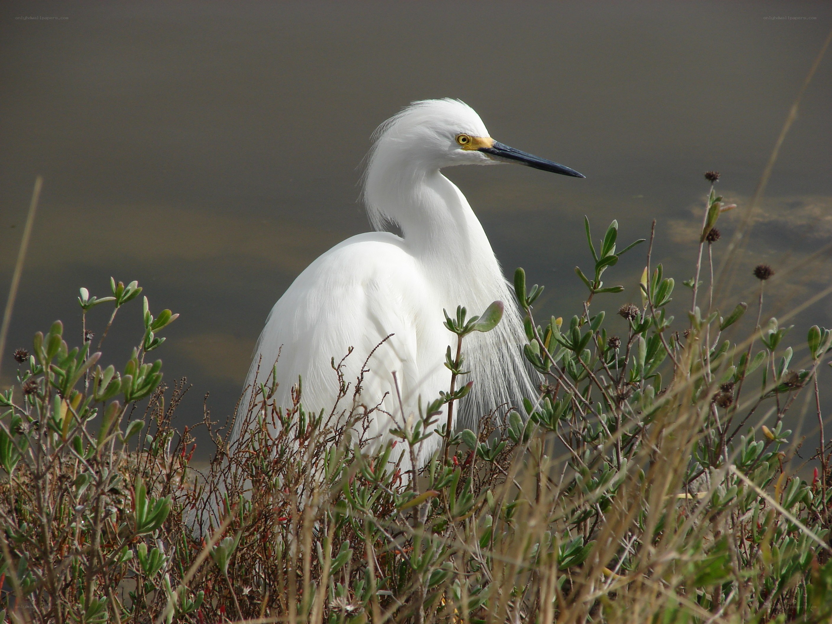 White egret in marsh grass