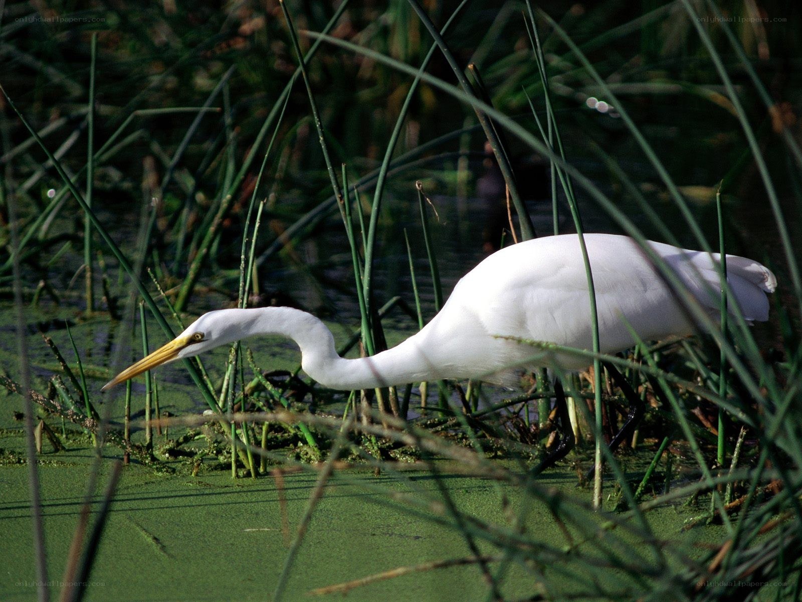 White egret in marsh grass