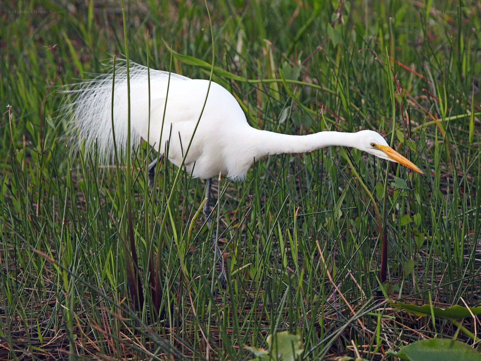 White egret in marsh grass