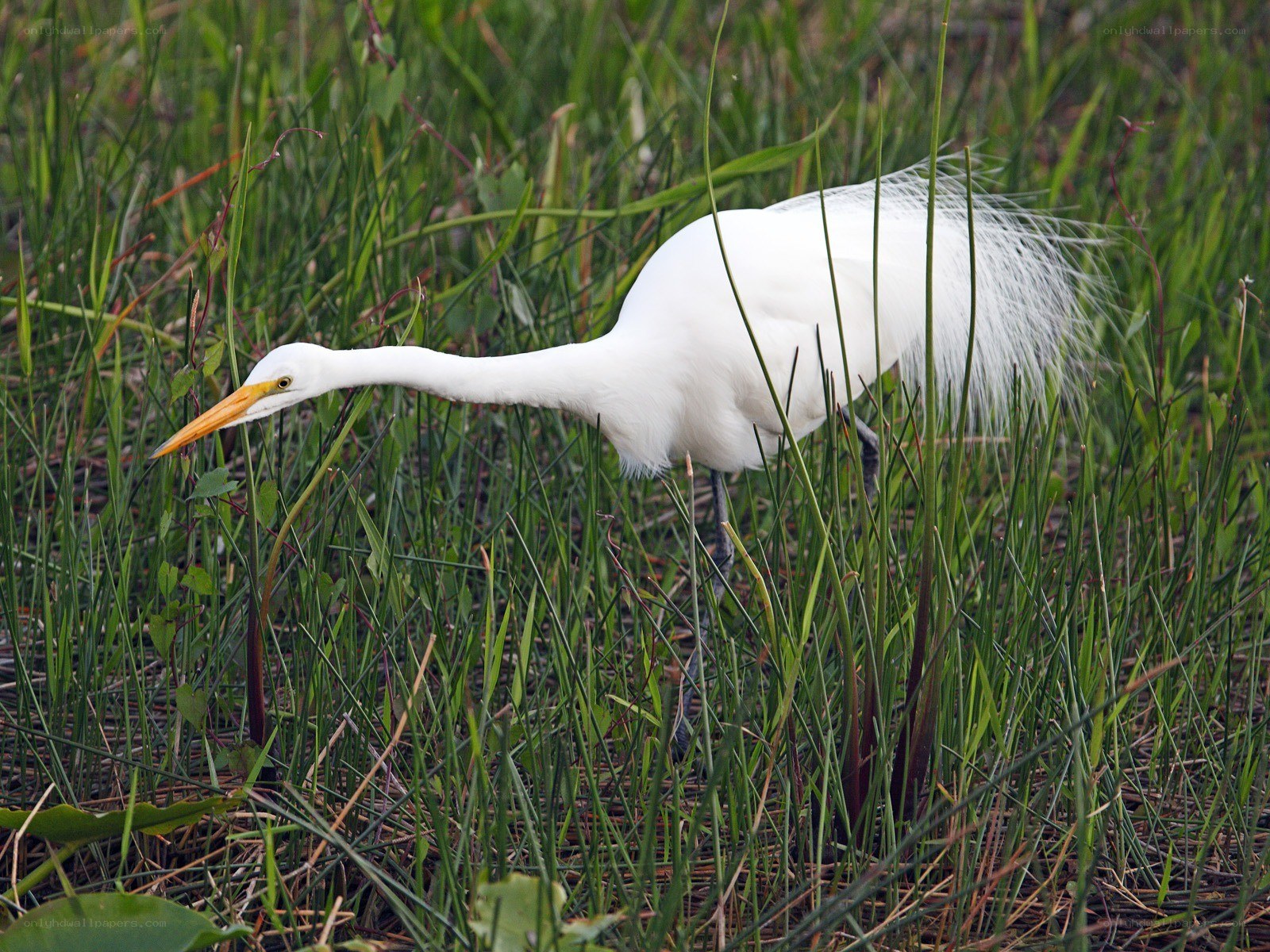 White egret in marsh grass