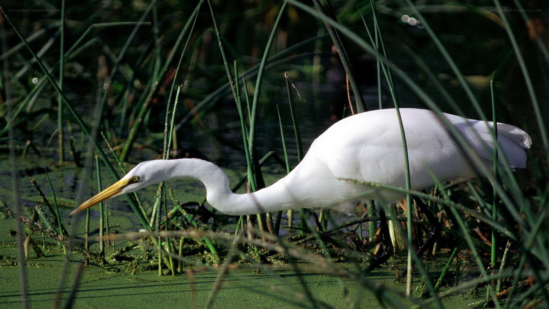 White egret in marsh grass