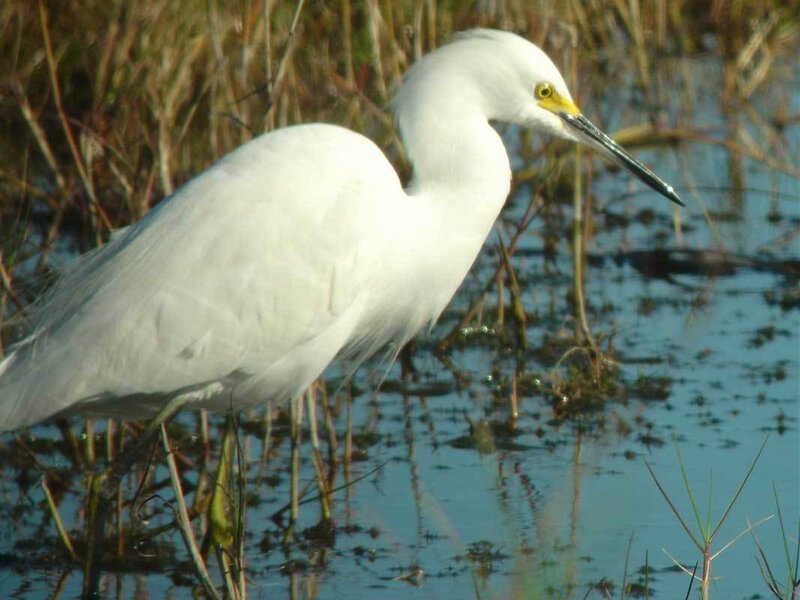White Egret in Marsh