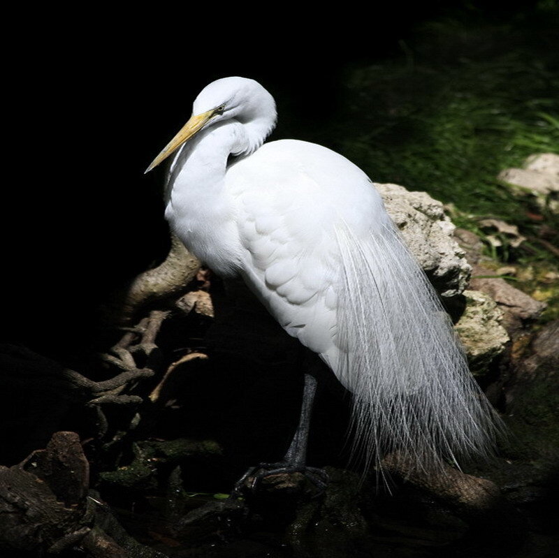 White egret in natural setting