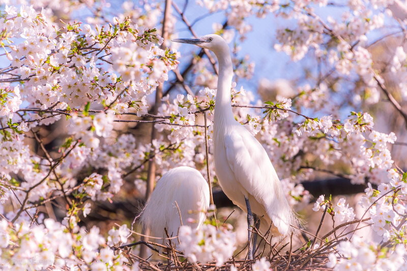 White Egret in Nest