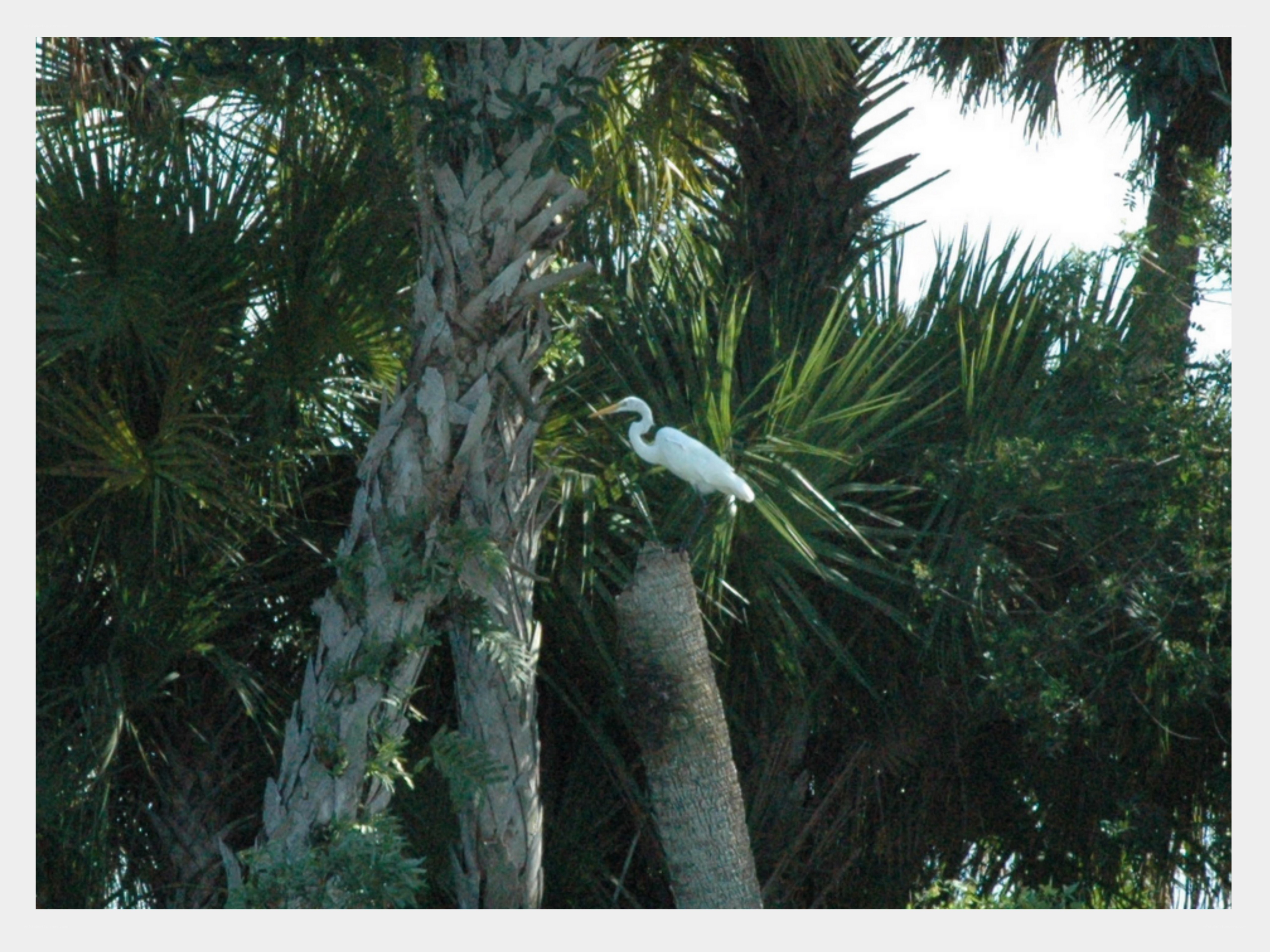 White egret in palm trees
