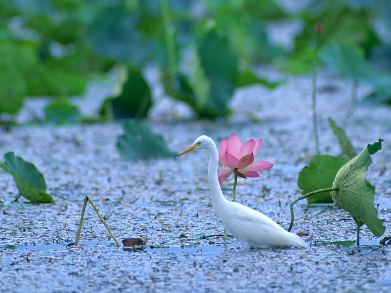 White Egret in Pond