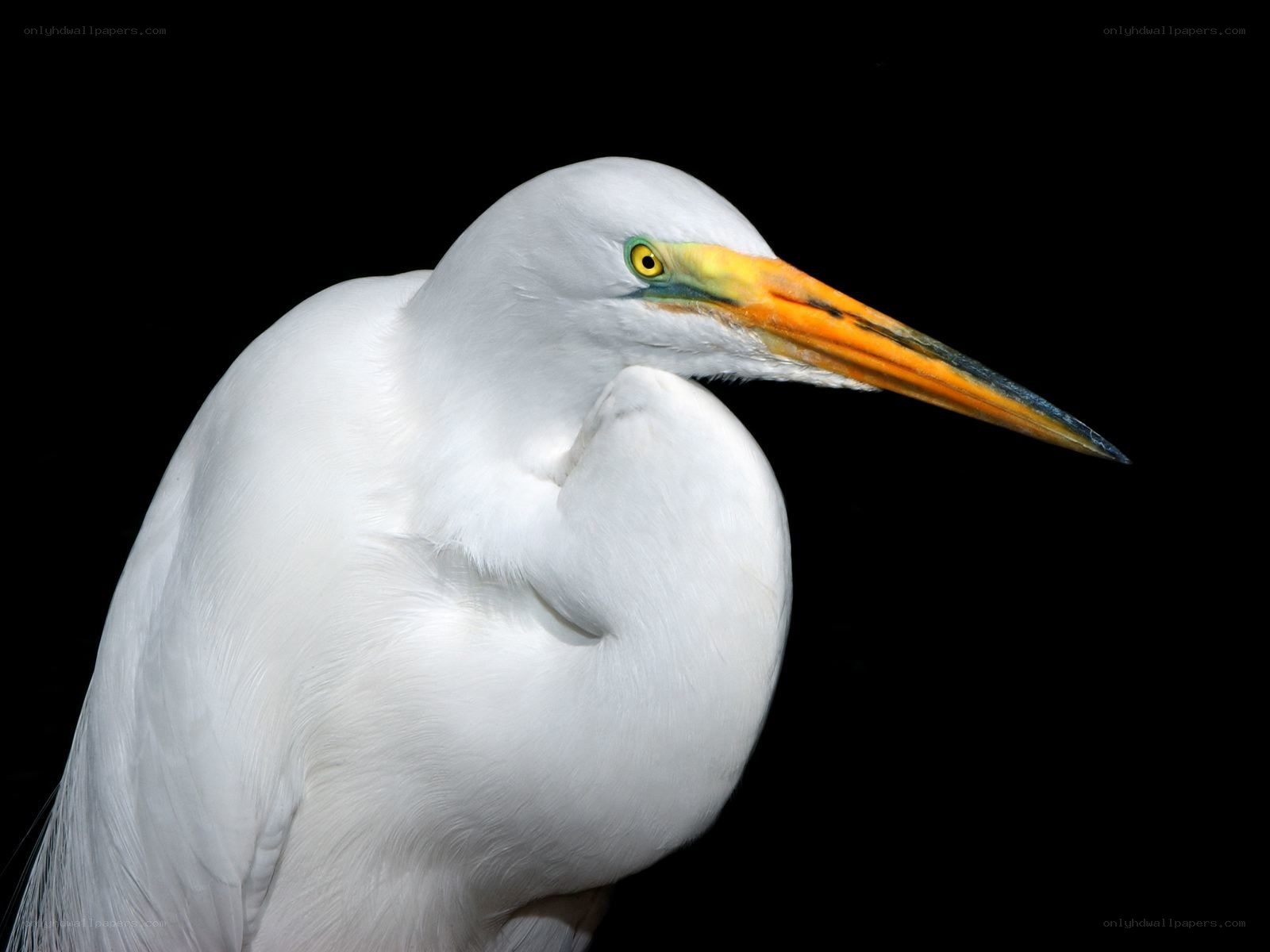 White egret in profile