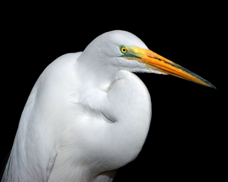 White egret in profile