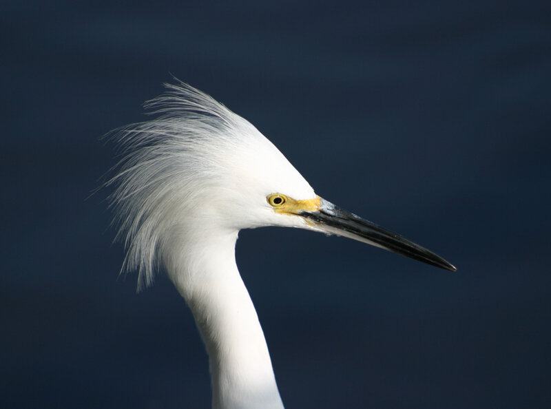 White Egret in Profile — Dramatic