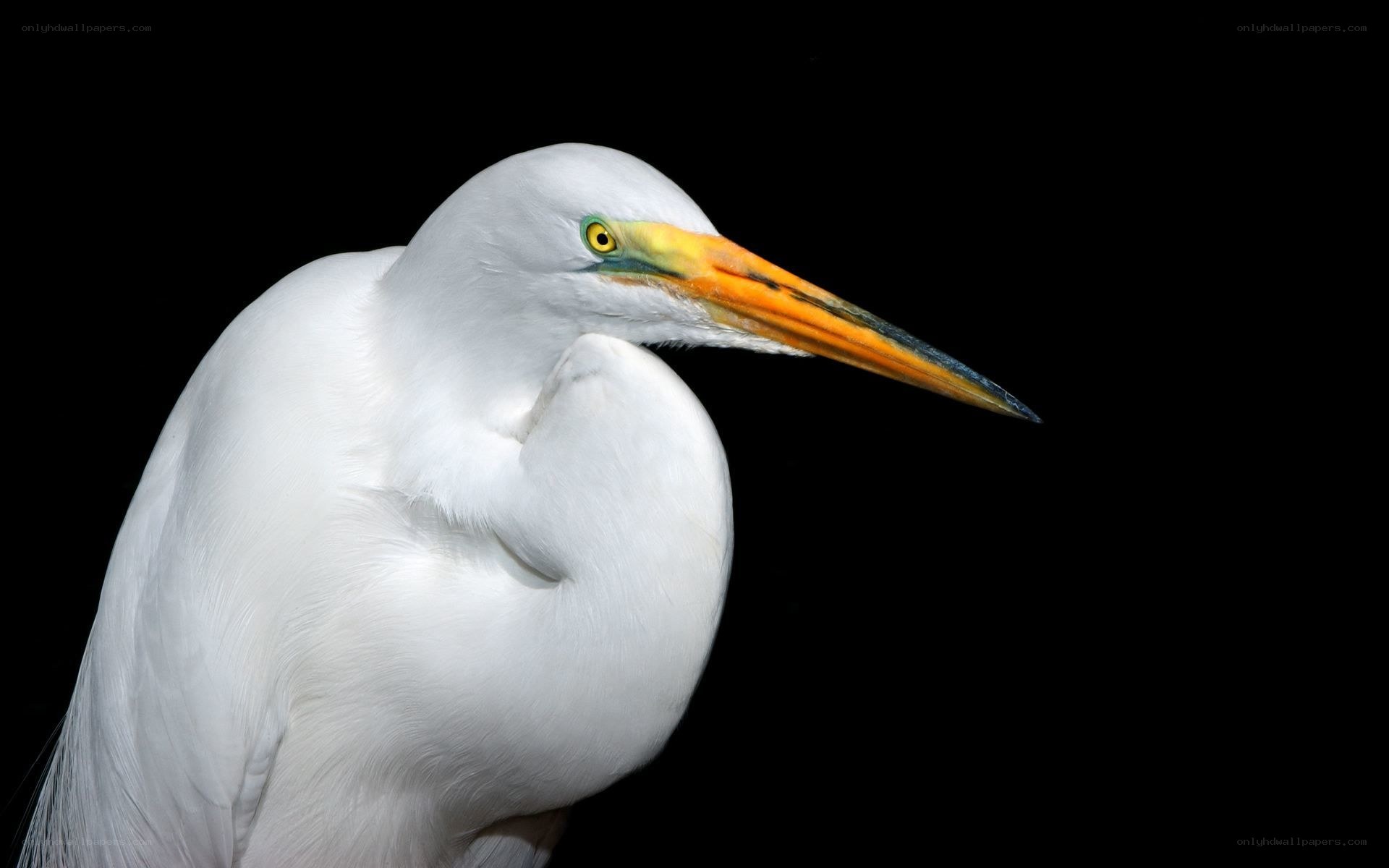White egret in profile