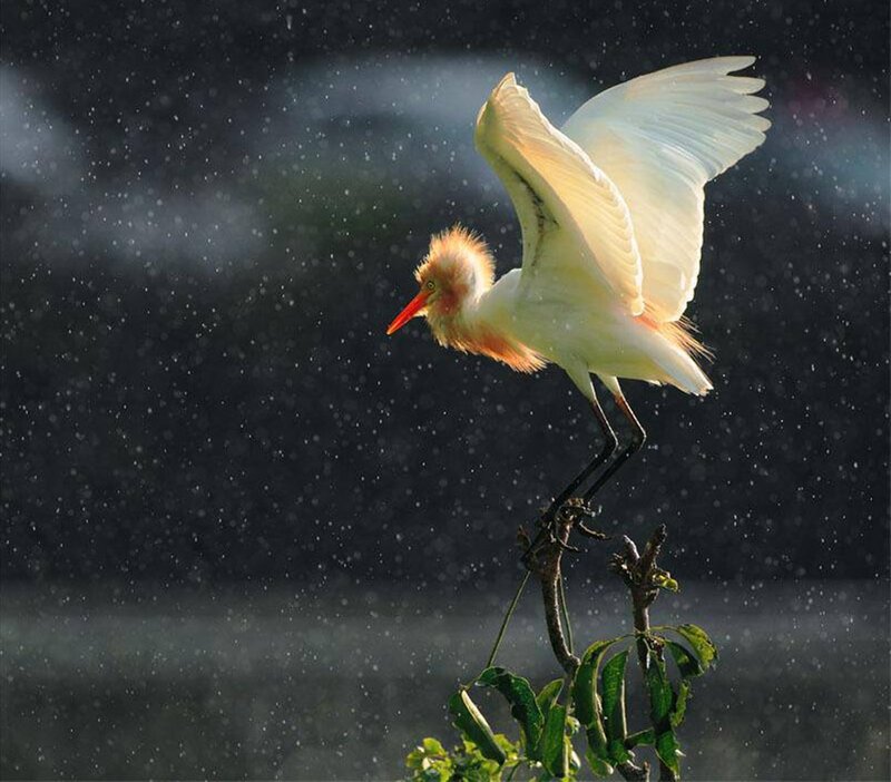 White Egret in Rain