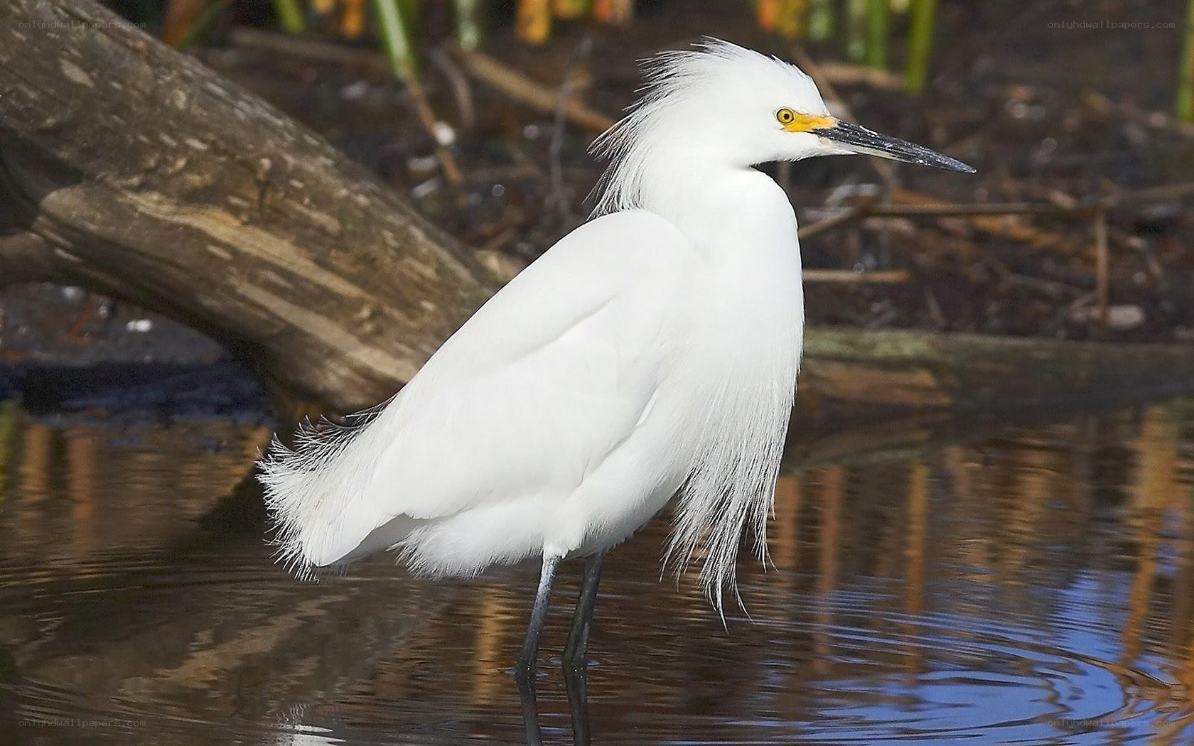White egret in shallow water
