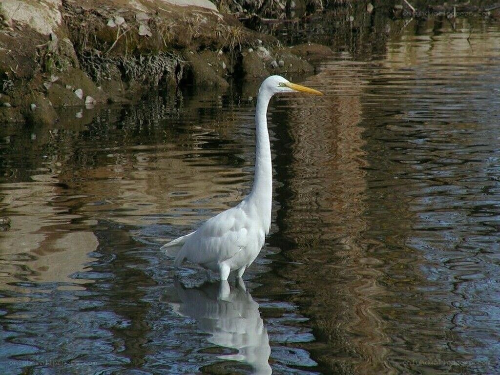 White egret in shallow water
