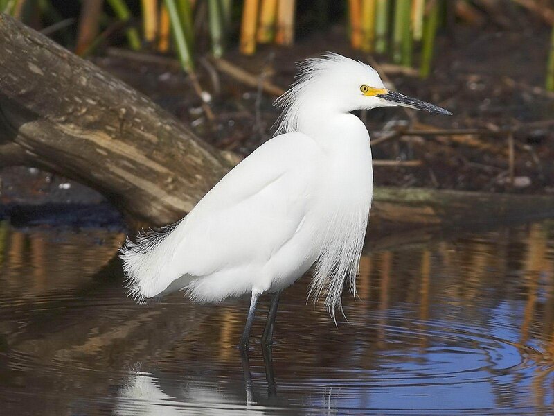 White egret in shallow water