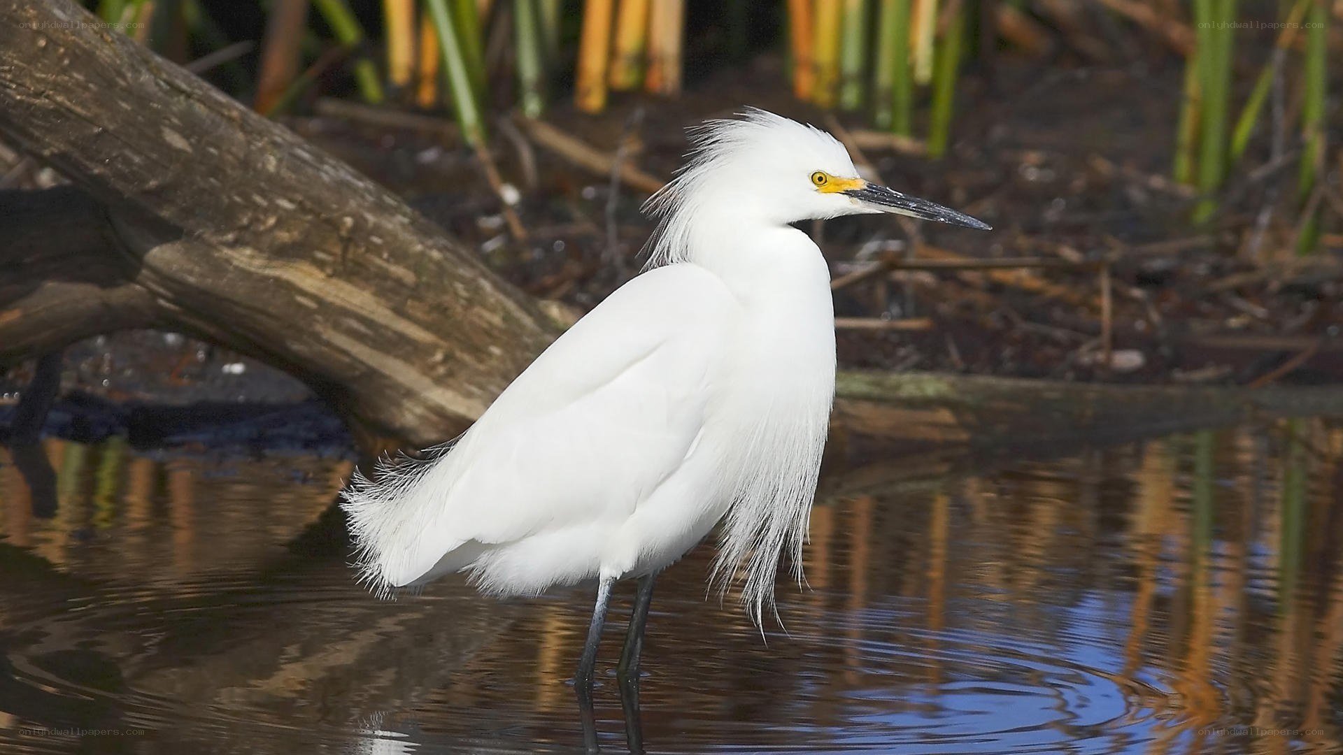 white egret in shallow water