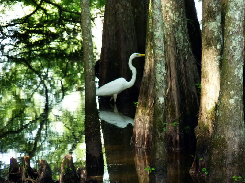 White egret in swamp forest