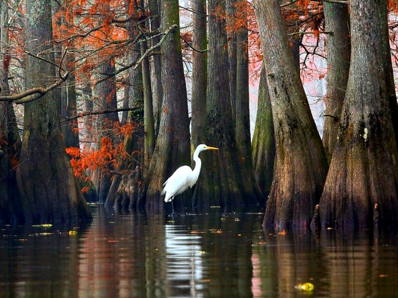 White Egret in Swamp