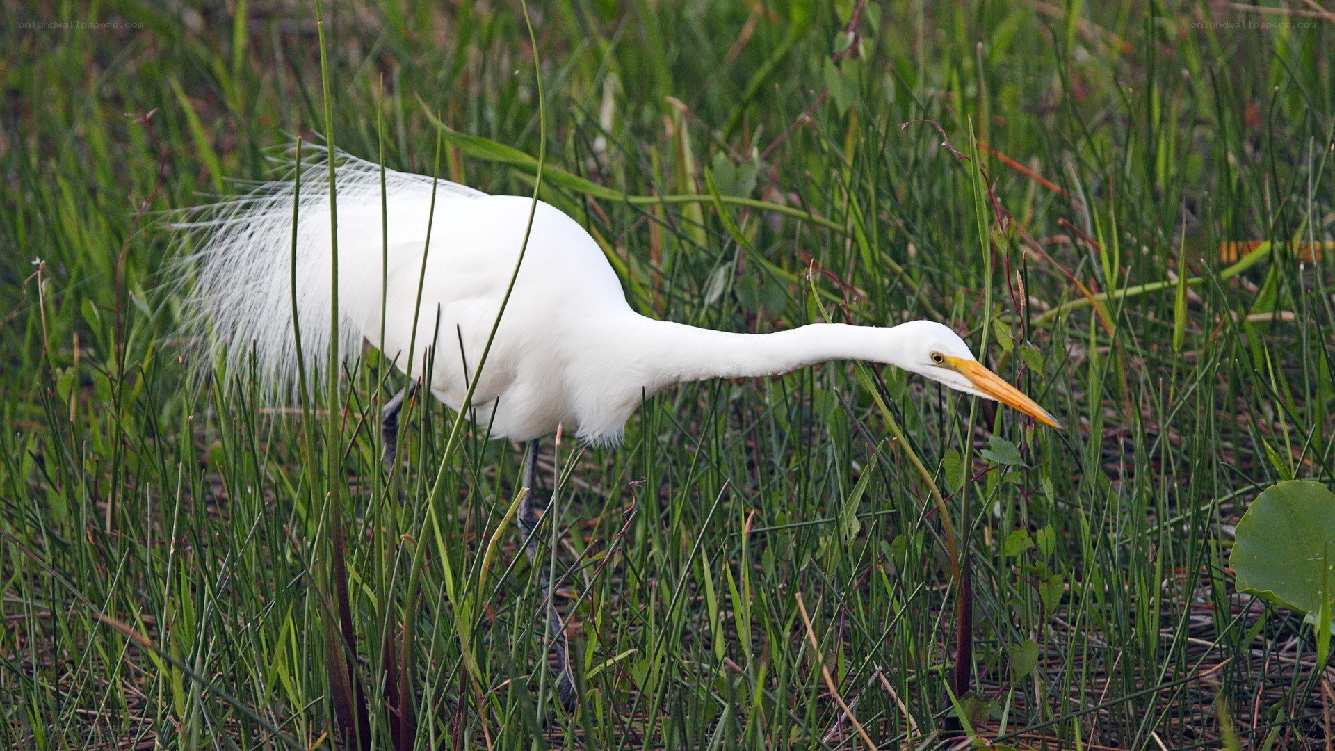 White egret in tall grass
